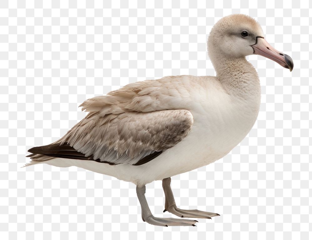 PNG Albatross animal goose white. 