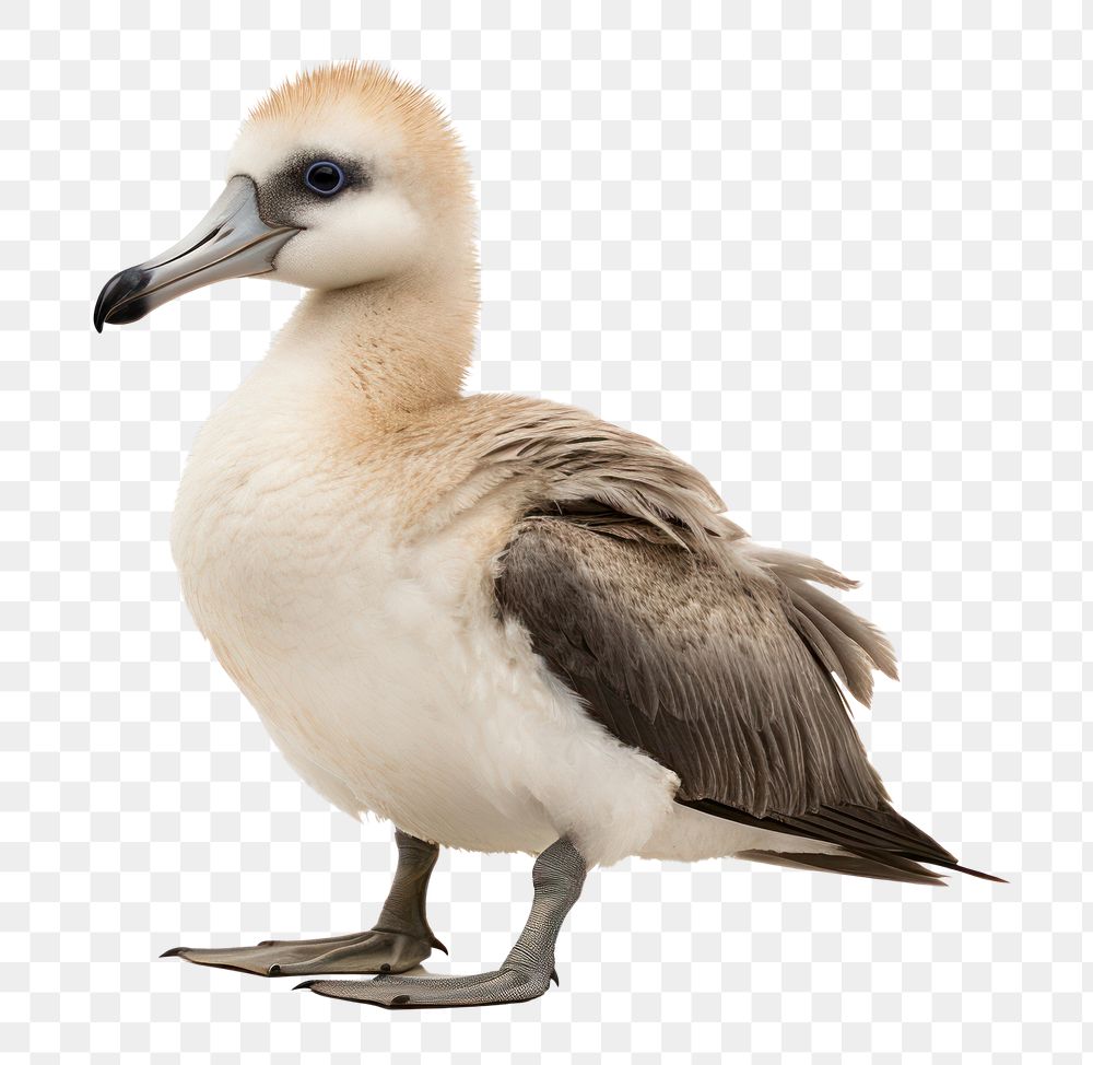 PNG Albatross animal beak bird. AI generated Image by rawpixel.