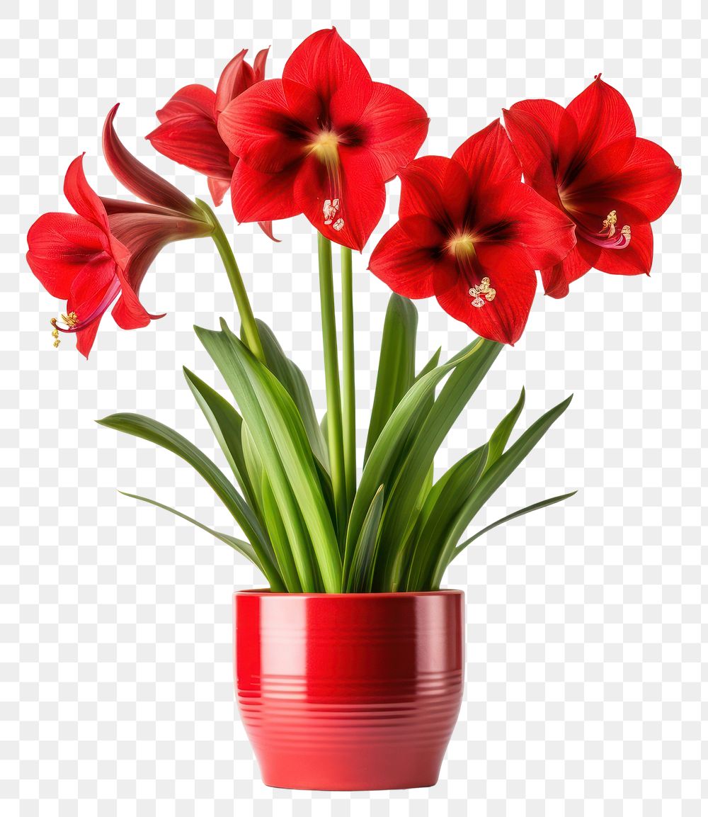 PNG Amaryllis flower plant white background. AI generated Image by rawpixel.