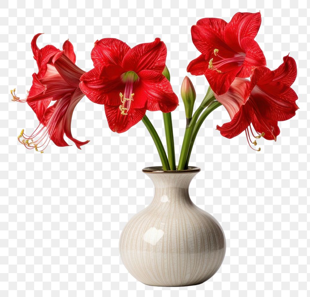 PNG Amaryllis flower plant vase. AI generated Image by rawpixel.