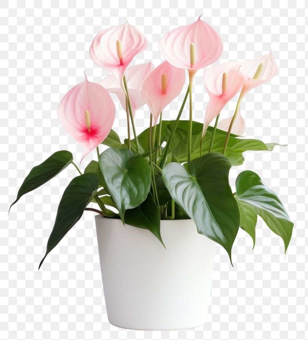 PNG Anthurium flower flowerpot plant. 