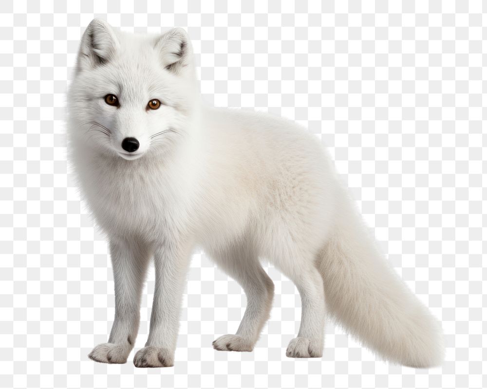 PNG Arctic fox wildlife mammal animal. 