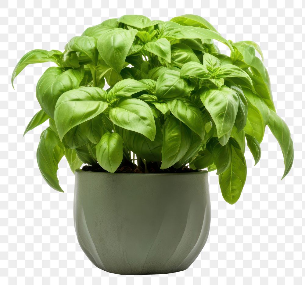 PNG Plant leaf houseplant vegetable. AI generated Image by rawpixel.