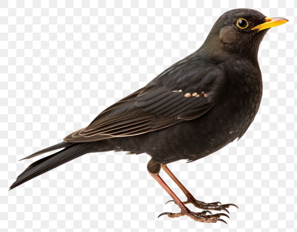 PNG North blackbird turdus merula animal beak white background. AI generated Image by rawpixel.