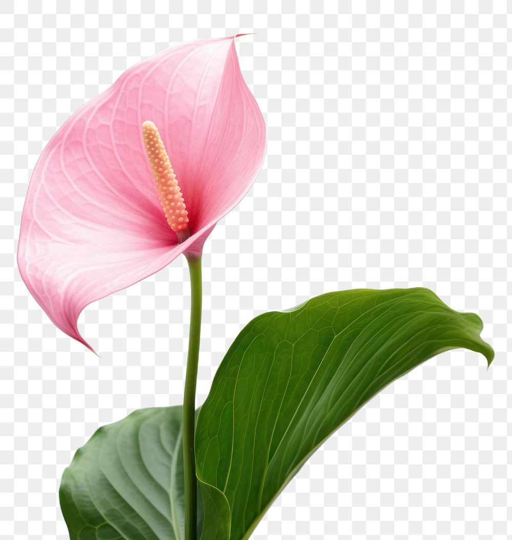 PNG Pink anthurium flower petal plant inflorescence. AI generated Image by rawpixel.