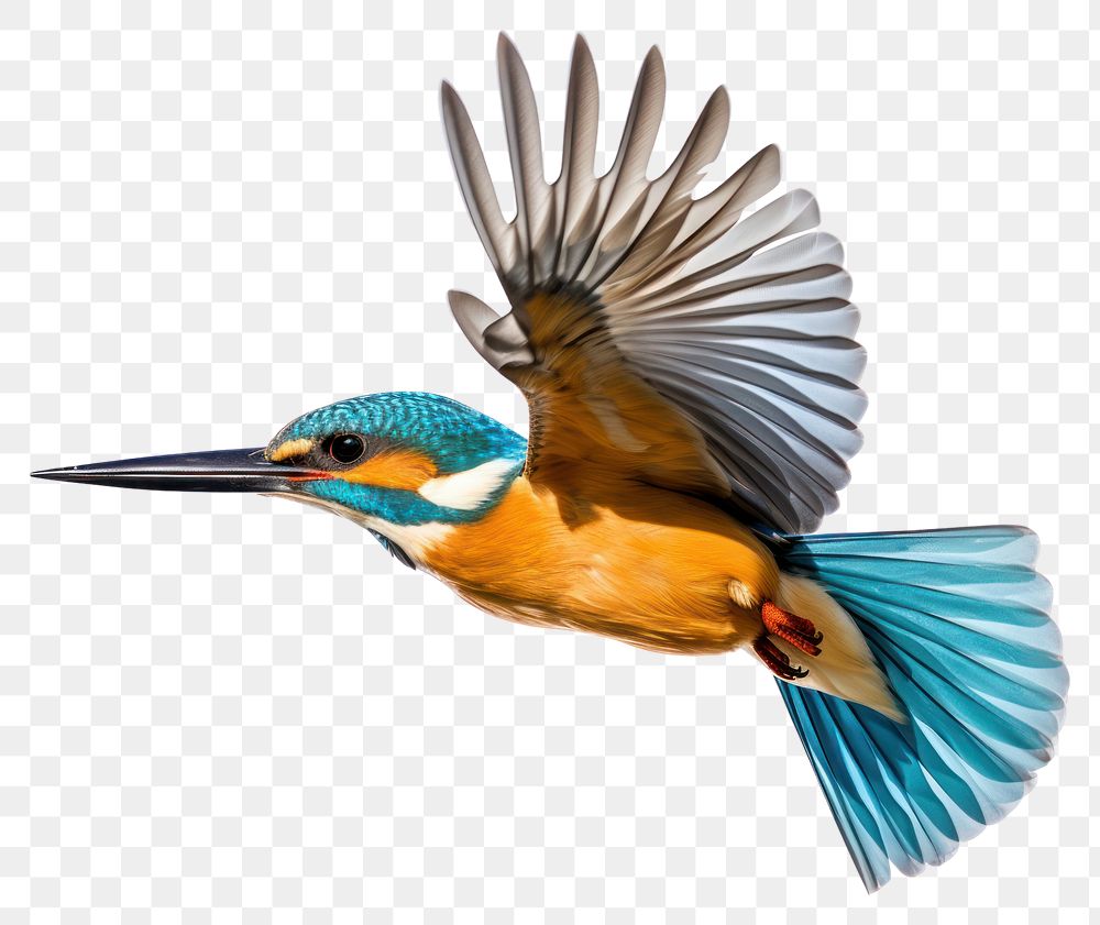 PNG Common flying kingfisher animal bird beak. 