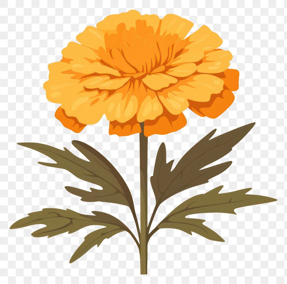 PNG Marigold flower petal plant. AI generated Image by rawpixel.