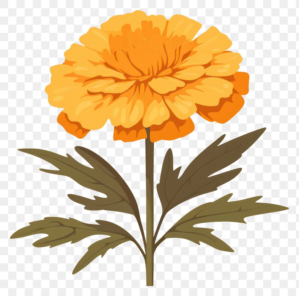 PNG Marigold flower petal plant. 