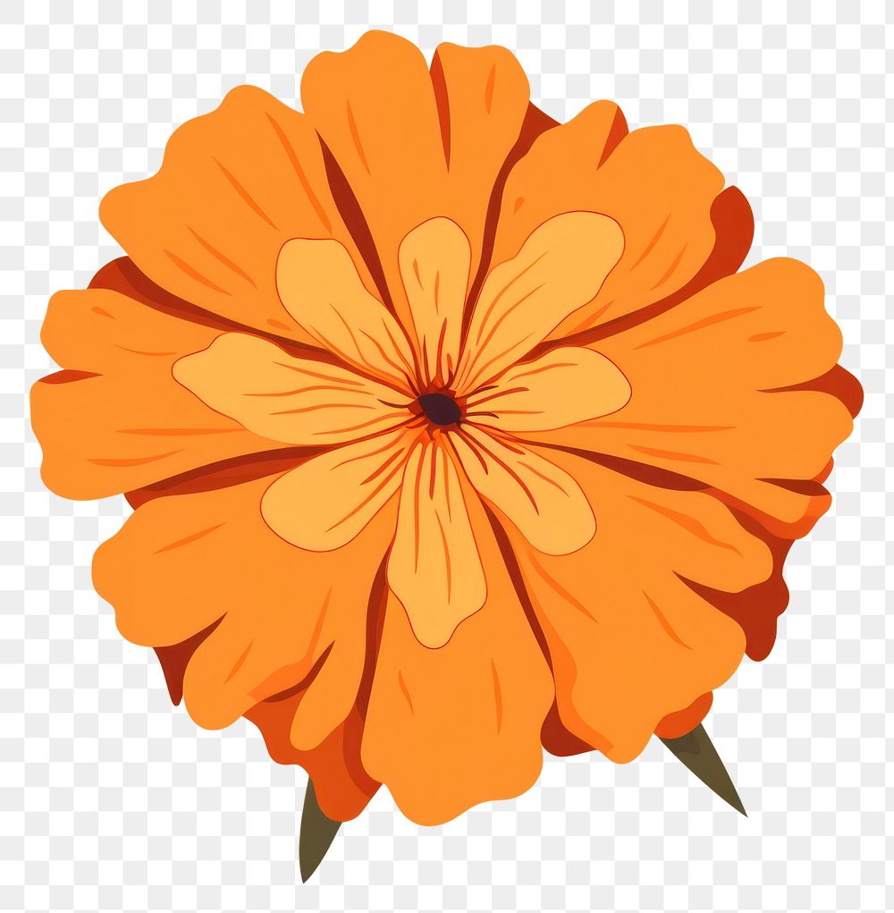 PNG Marigold flower petal plant. AI generated Image by rawpixel.