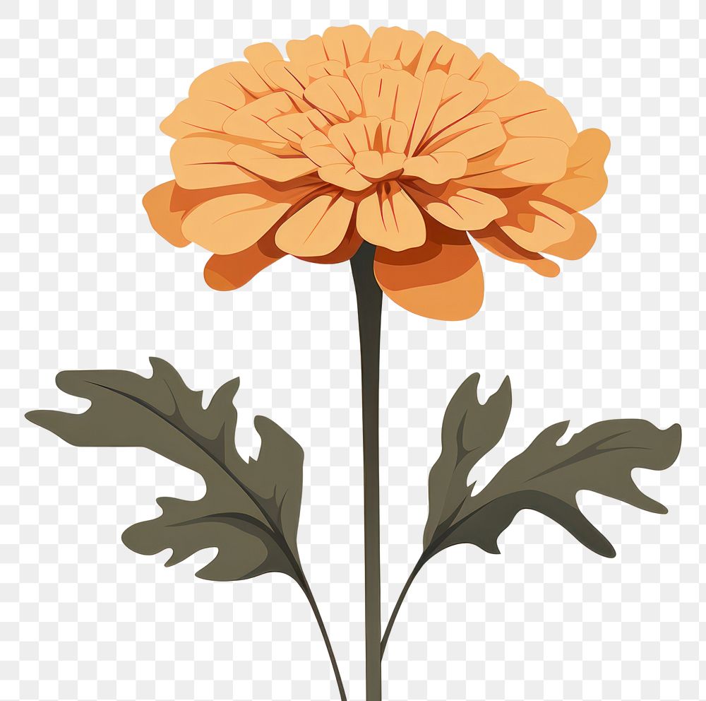 PNG Marigold flower plant petal. AI generated Image by rawpixel.