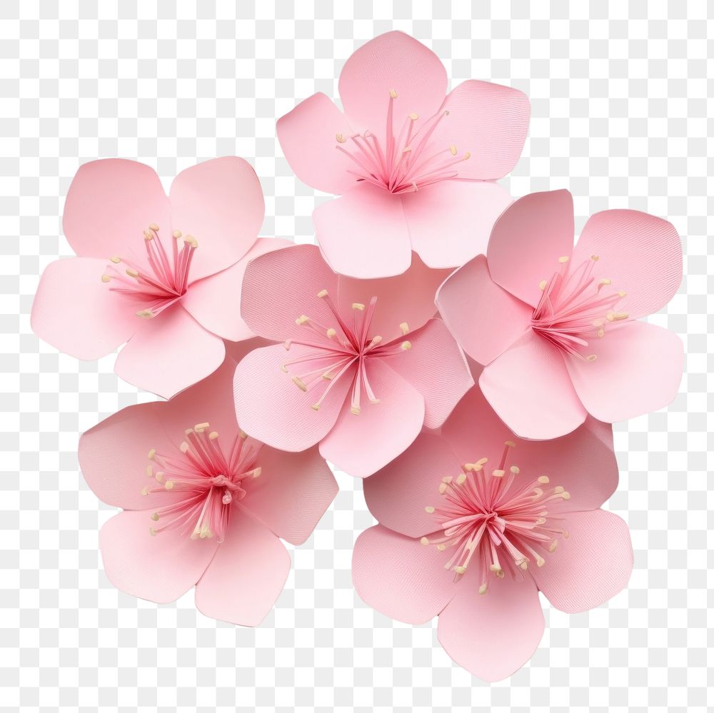 PNG Sakura blossom flower petal. 