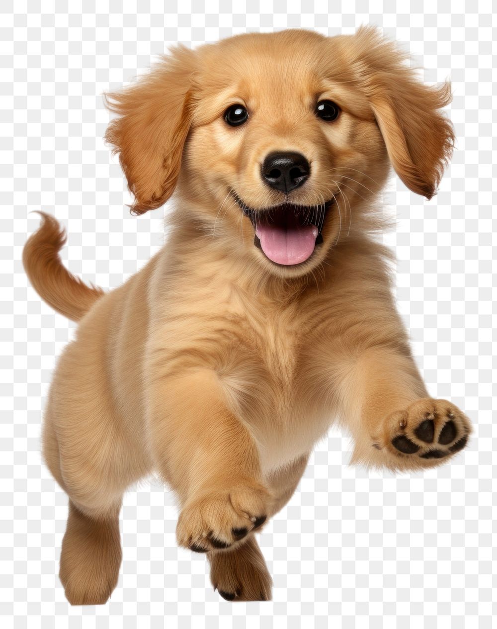 PNG Golden retriever puppy mammal animal pet. 