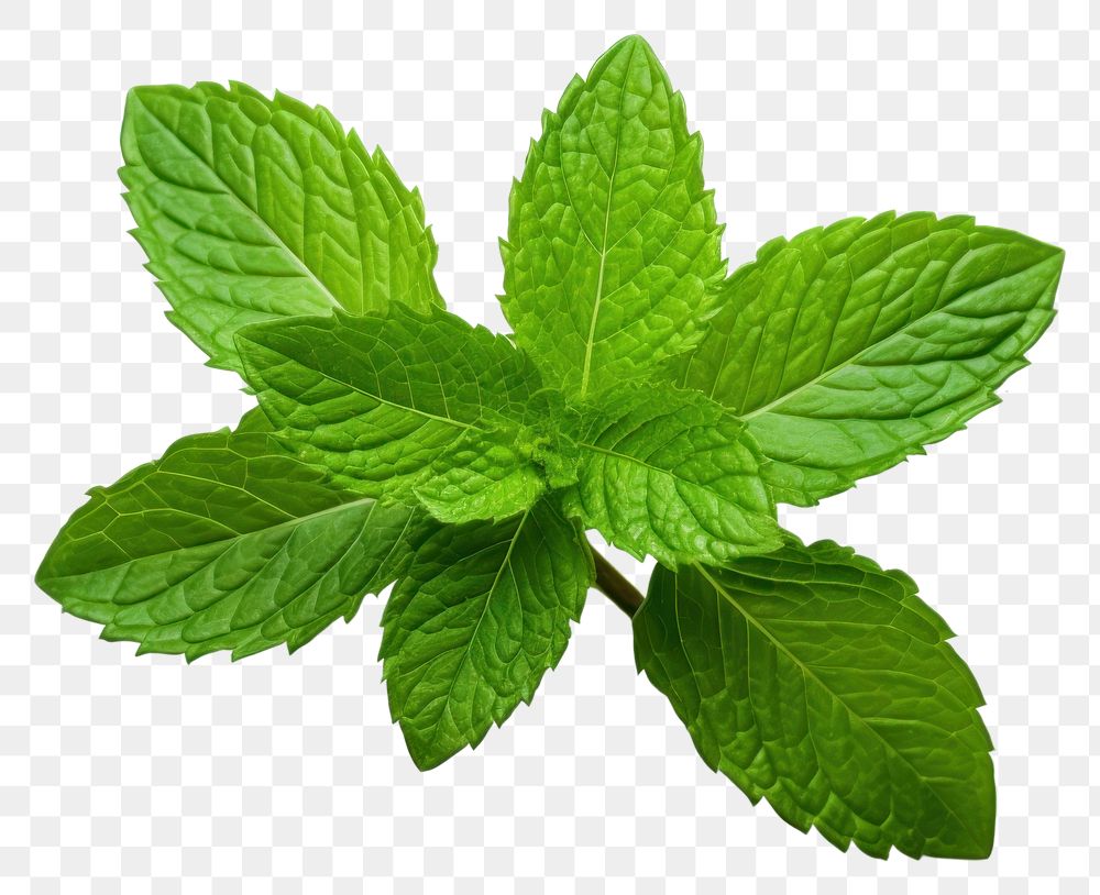 PNG Plant herbs leaf spearmint. 