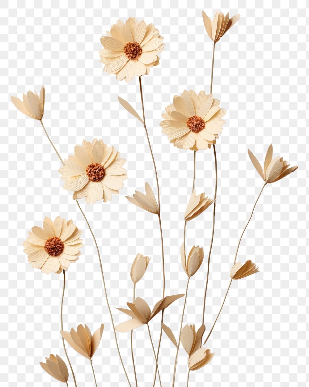 PNG Flowers petal plant white. AI generated Image by rawpixel.