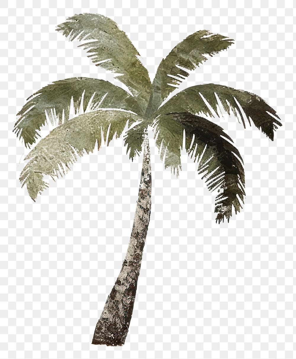 PNG Palm tree plant art arecaceae. AI generated Image by rawpixel.