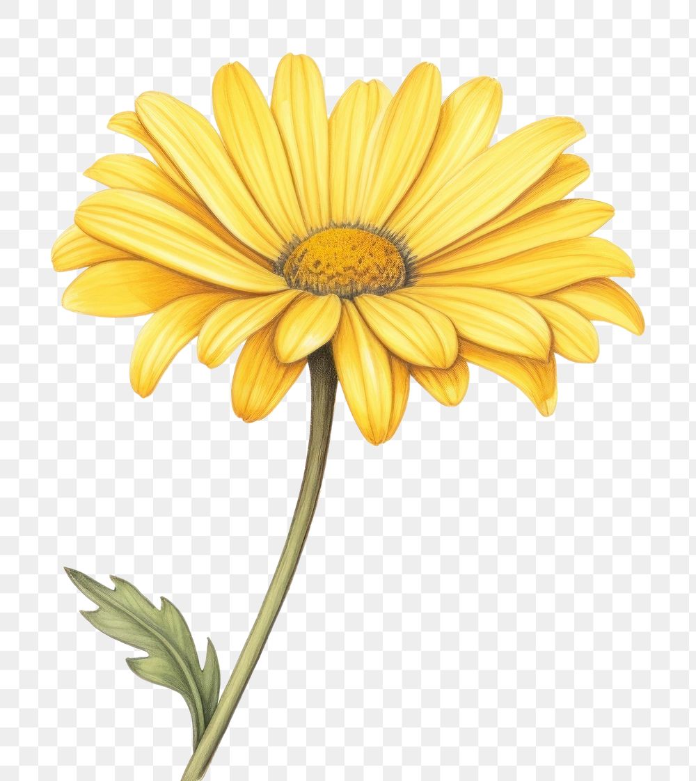 PNG Yellow daisy sunflower yellow petal. AI generated Image by rawpixel.