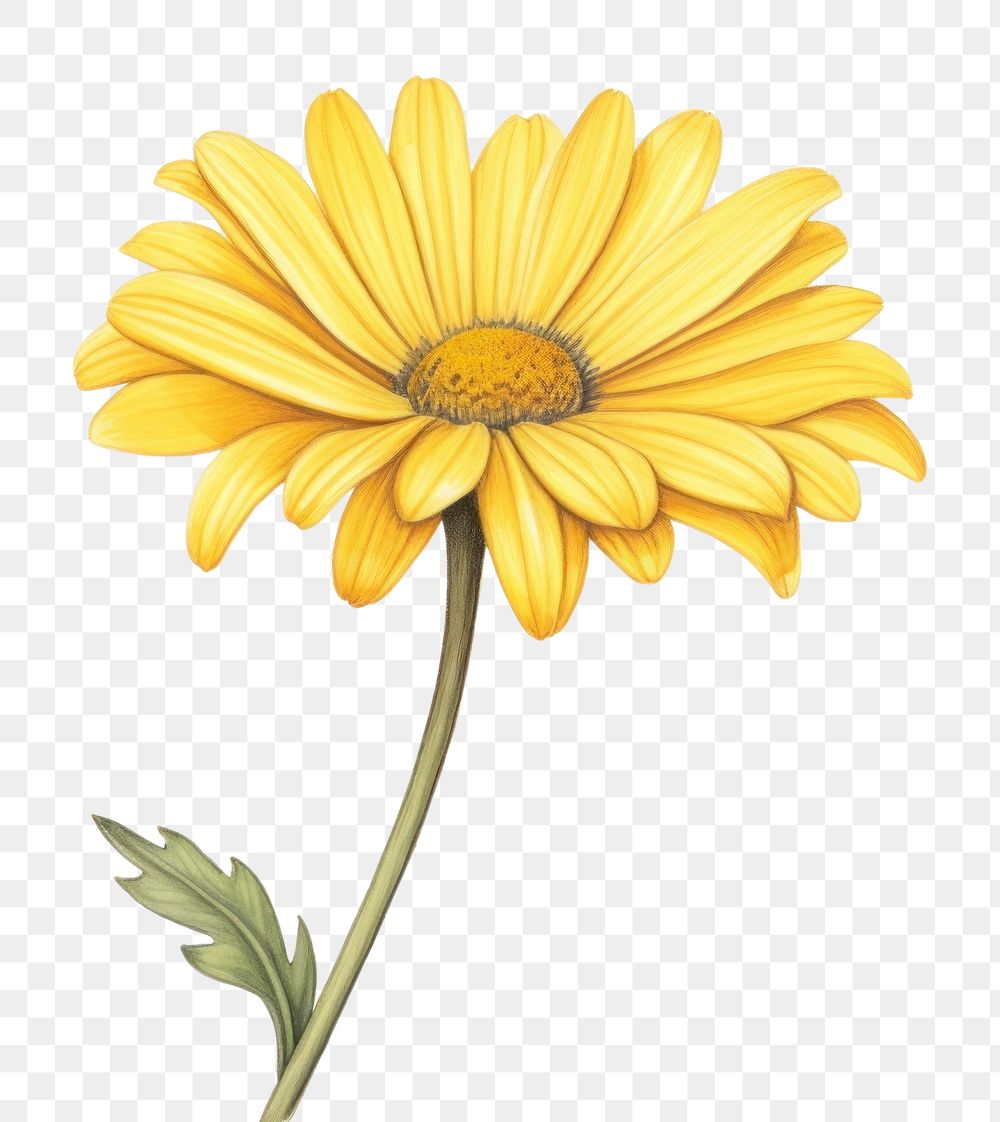 PNG Yellow daisy sunflower yellow petal. 