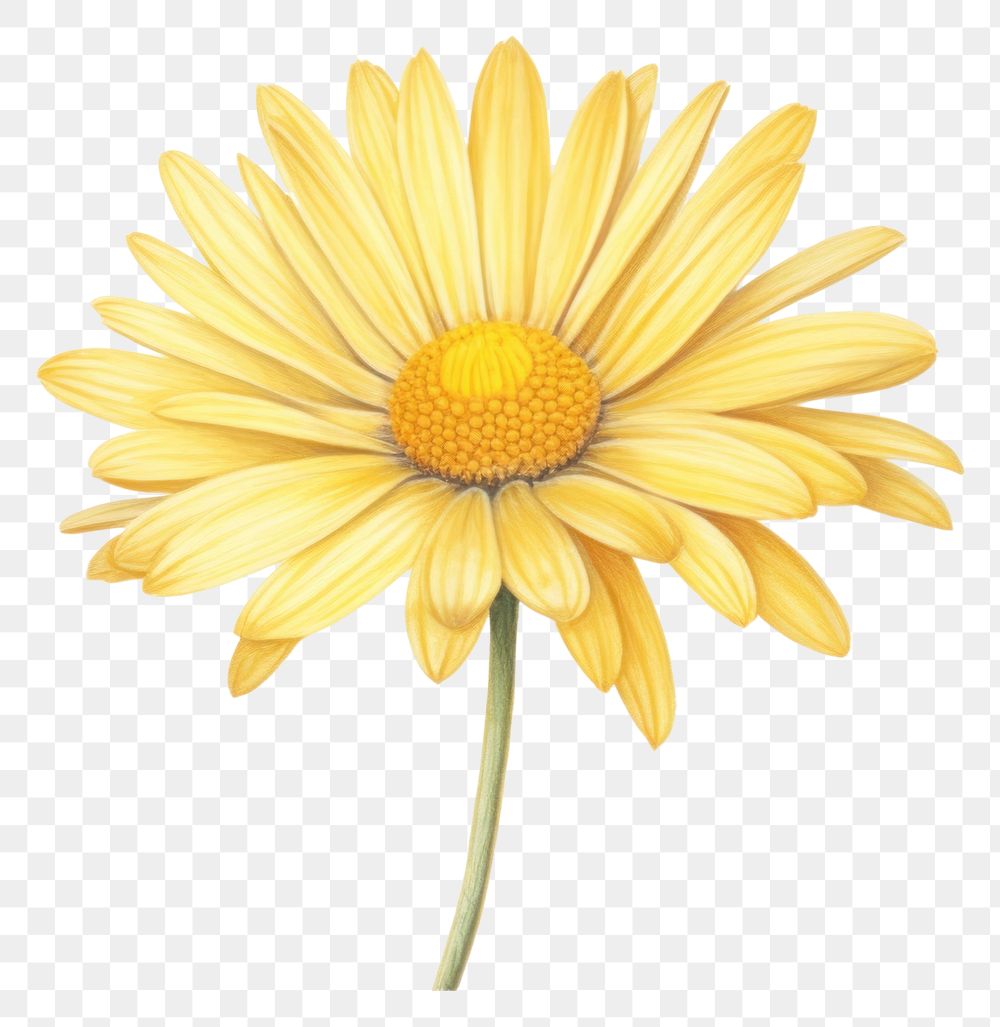 PNG Yellow daisy flower yellow petal. 