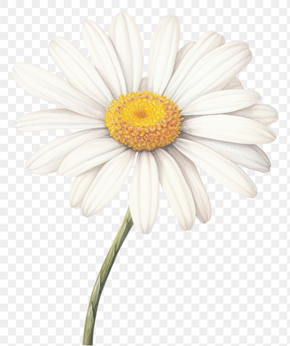 PNG Daisy flower plant white. AI generated Image by rawpixel.