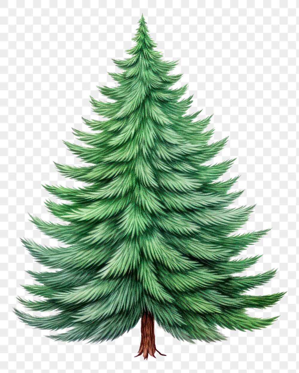 PNG Christmas tree pine plant fir. AI generated Image by rawpixel.