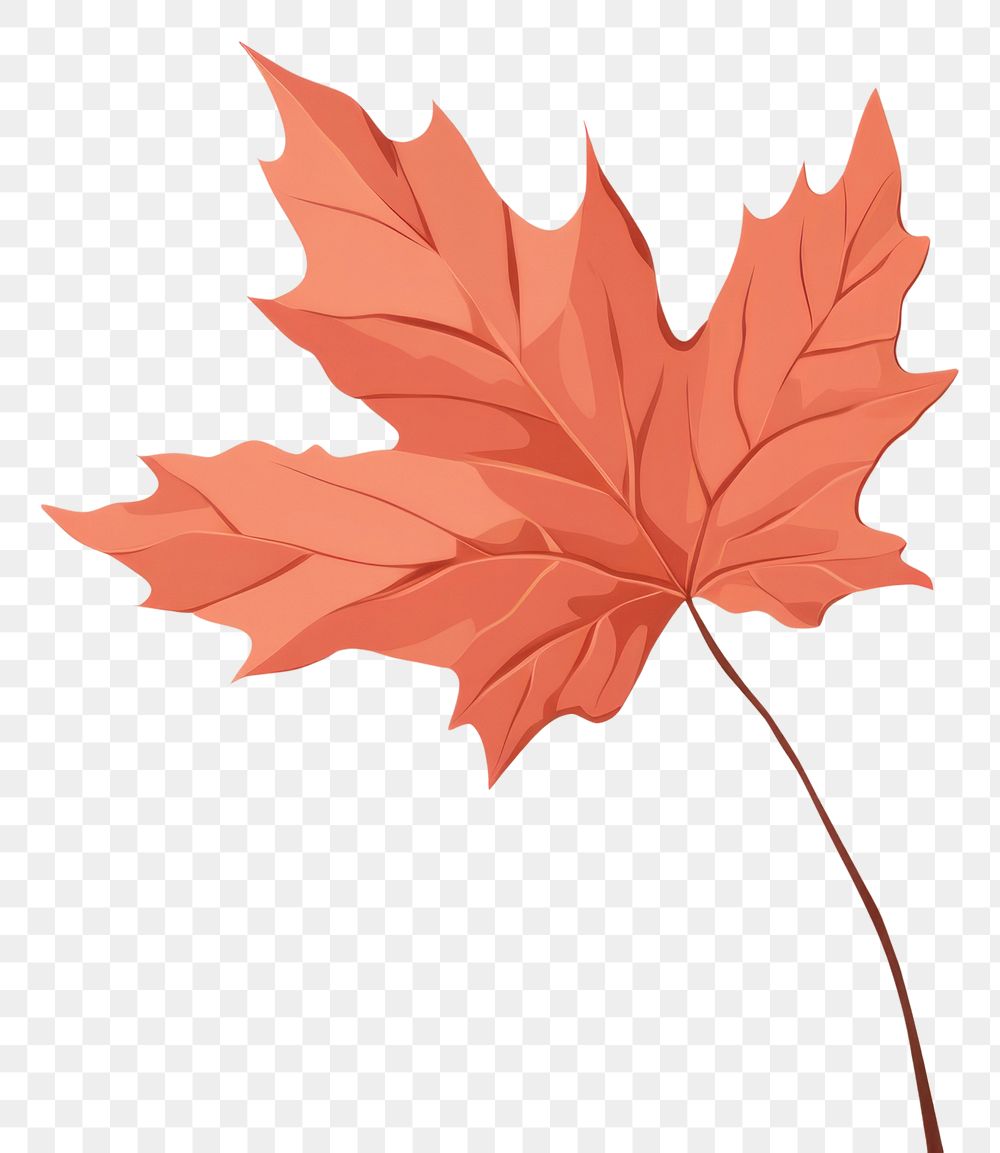 PNG Autumn leave plant leaf tree. AI generated Image by rawpixel.