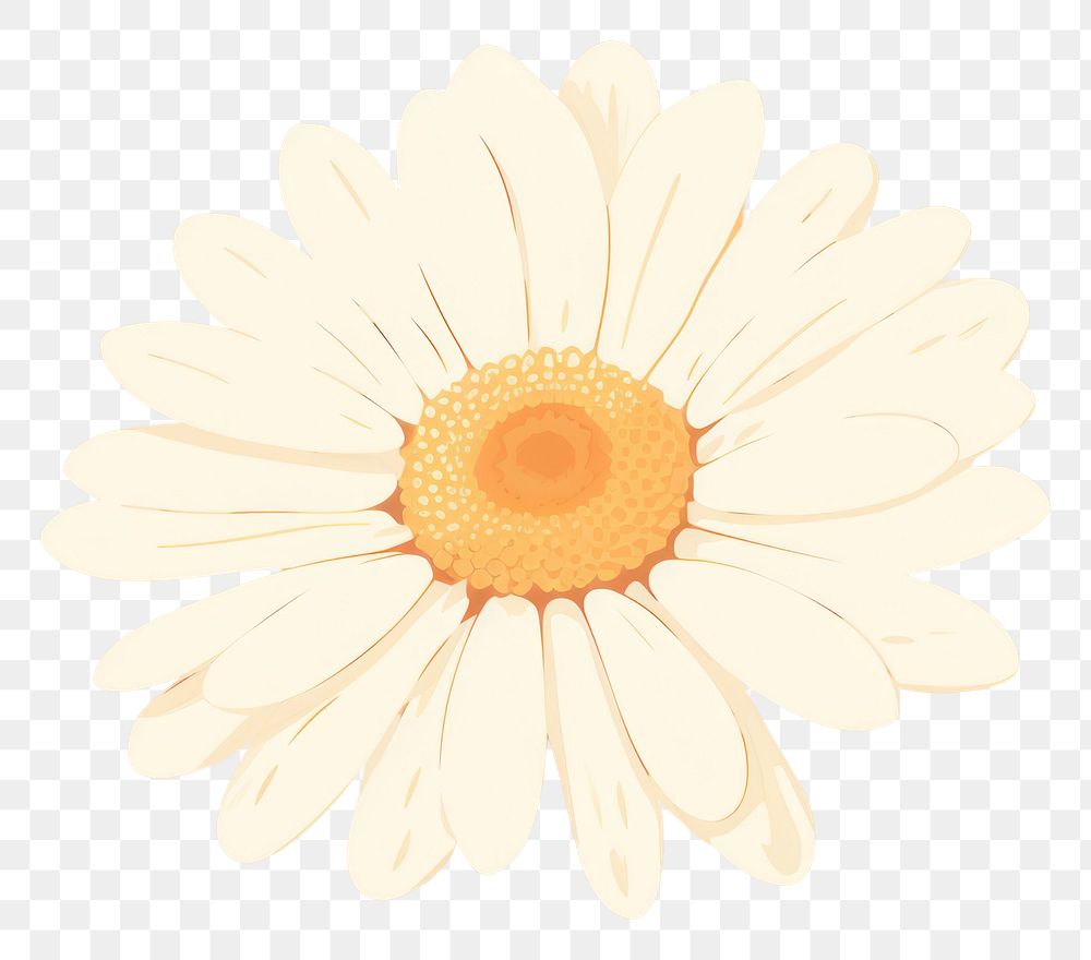 PNG Daisy flower petal plant. AI generated Image by rawpixel.