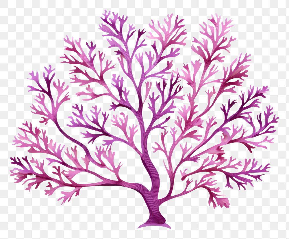 PNG Purple coral pattern plant art. 