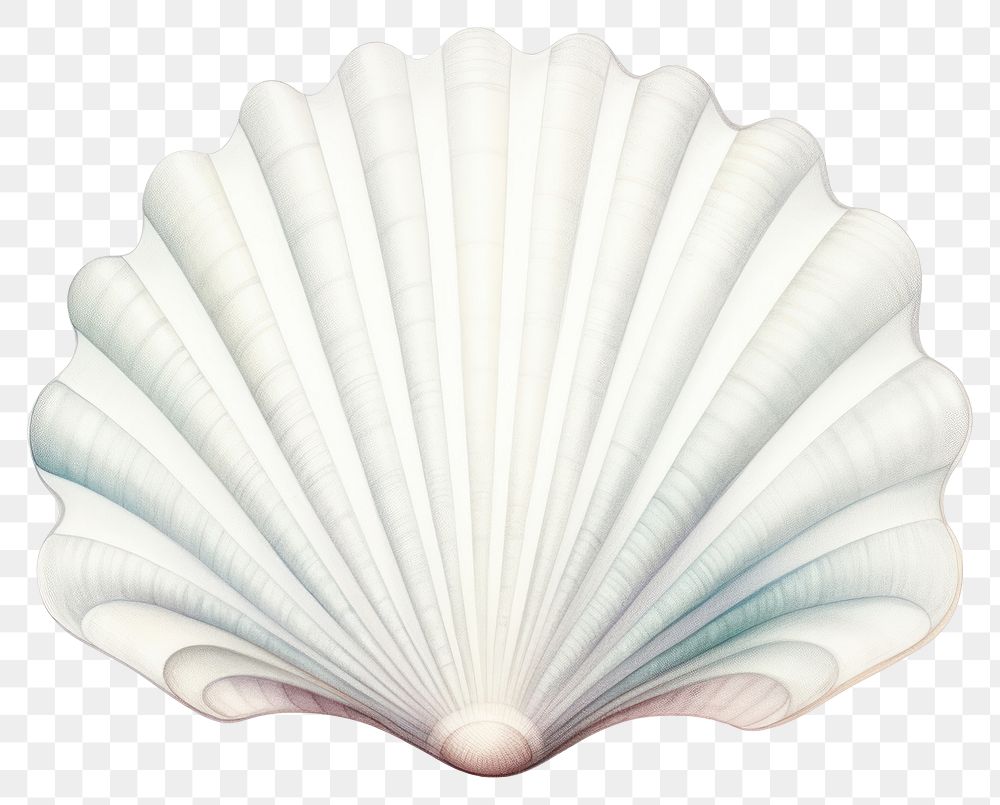 PNG Sea shell clam white background invertebrate. 