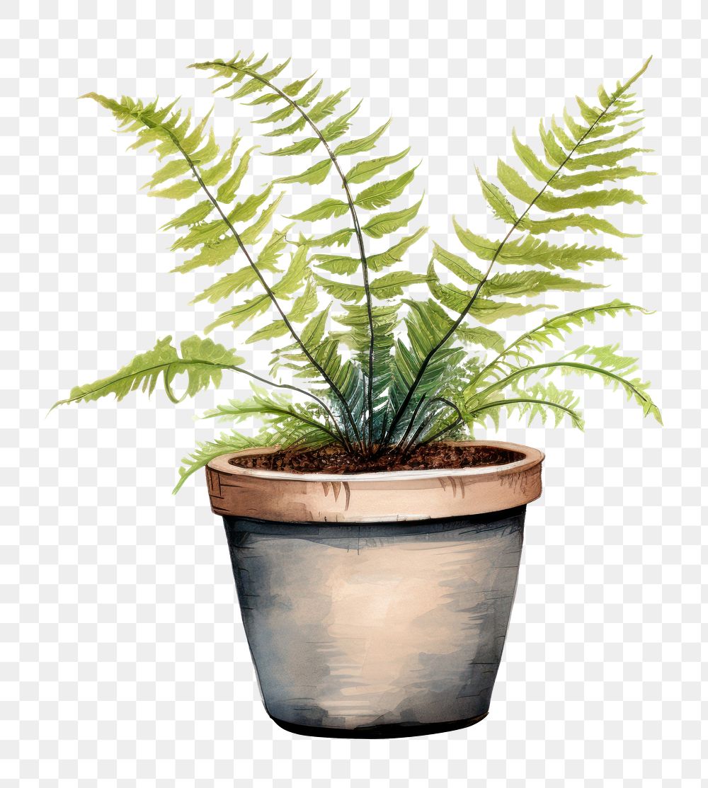 PNG Plant fern houseplant freshness. 