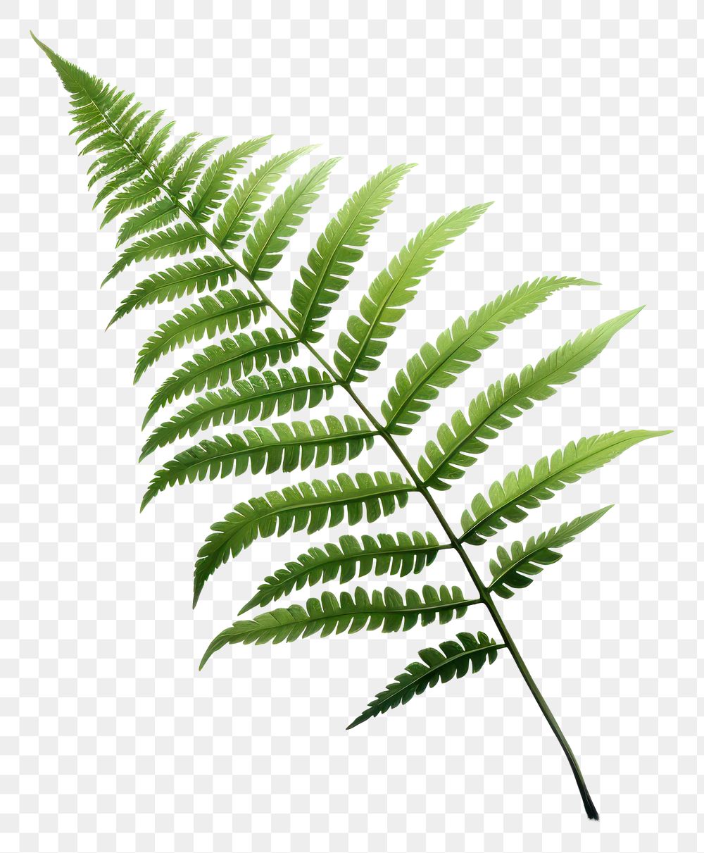 PNG Fern plant leaf freshness. AI generated Image by rawpixel.