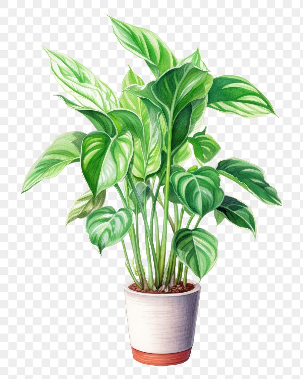 PNG Indoor plant leaf houseplant flowerpot. AI generated Image by rawpixel.