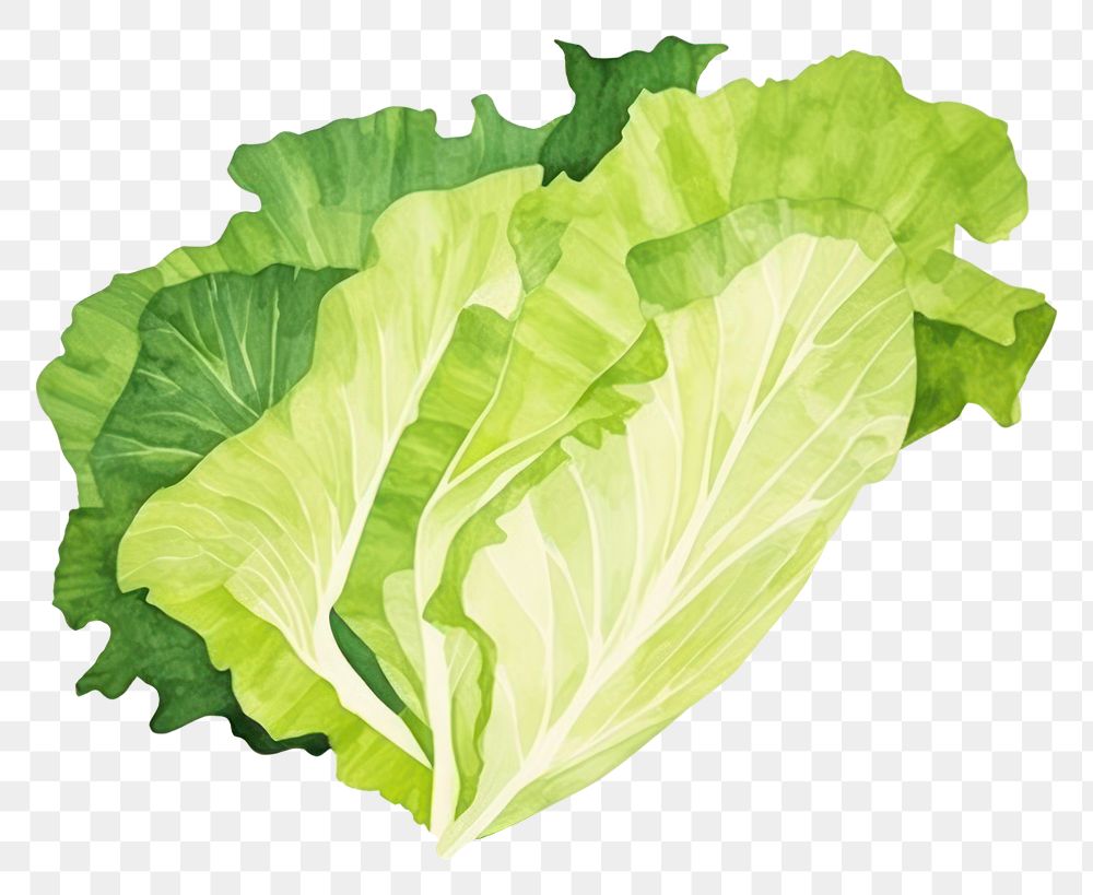 PNG Lettuce vegetable food freshness. 