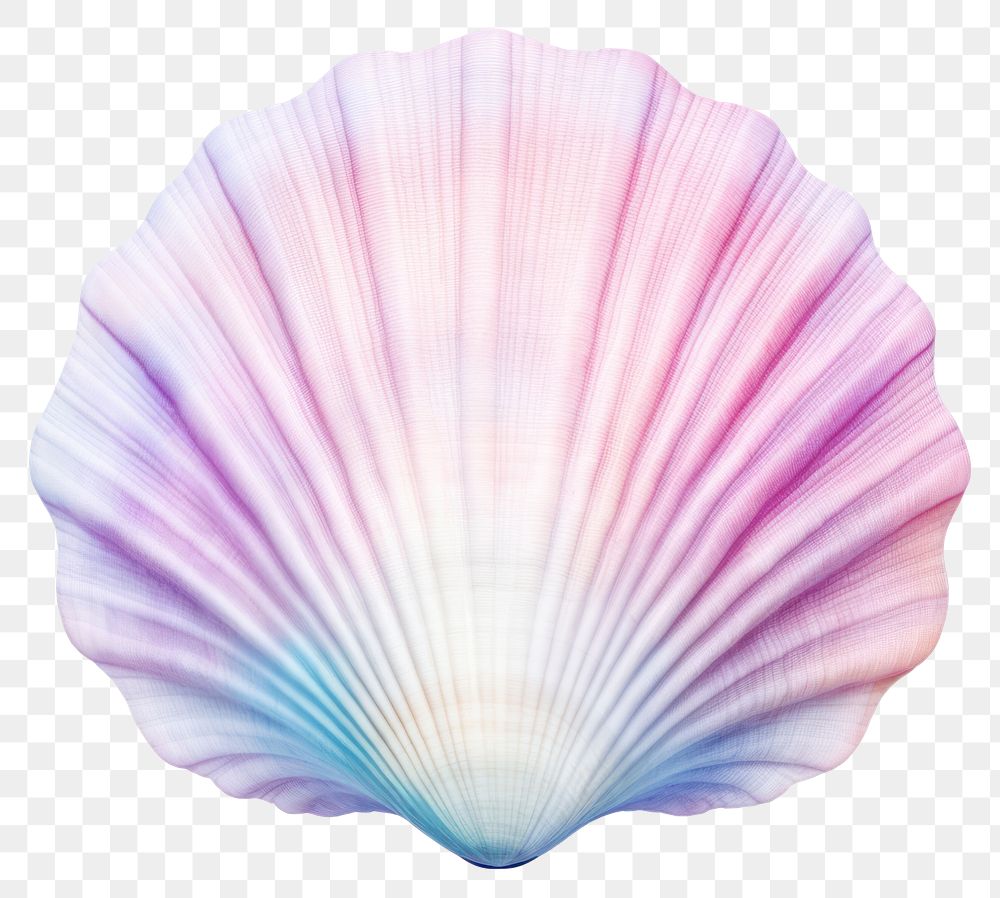 PNG Sea shell seashell clam  