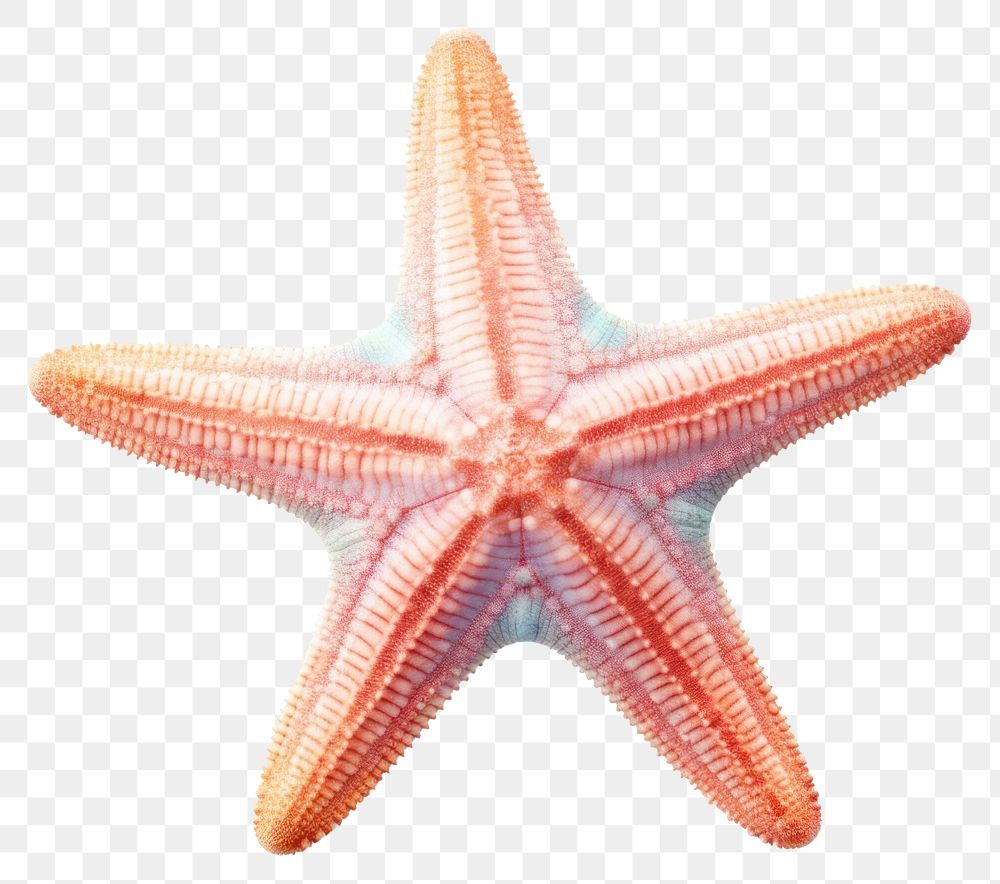 PNG Star fish starfish animal | Premium PNG - rawpixel