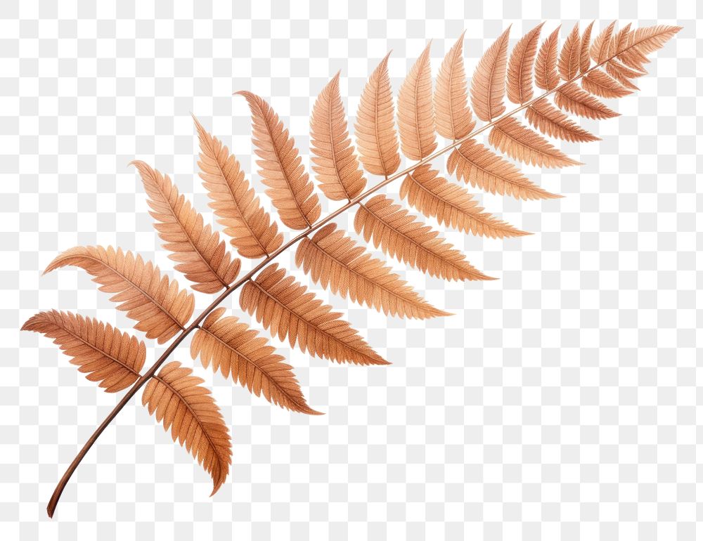 PNG Brown fern plant leaf white background. AI generated Image by rawpixel.