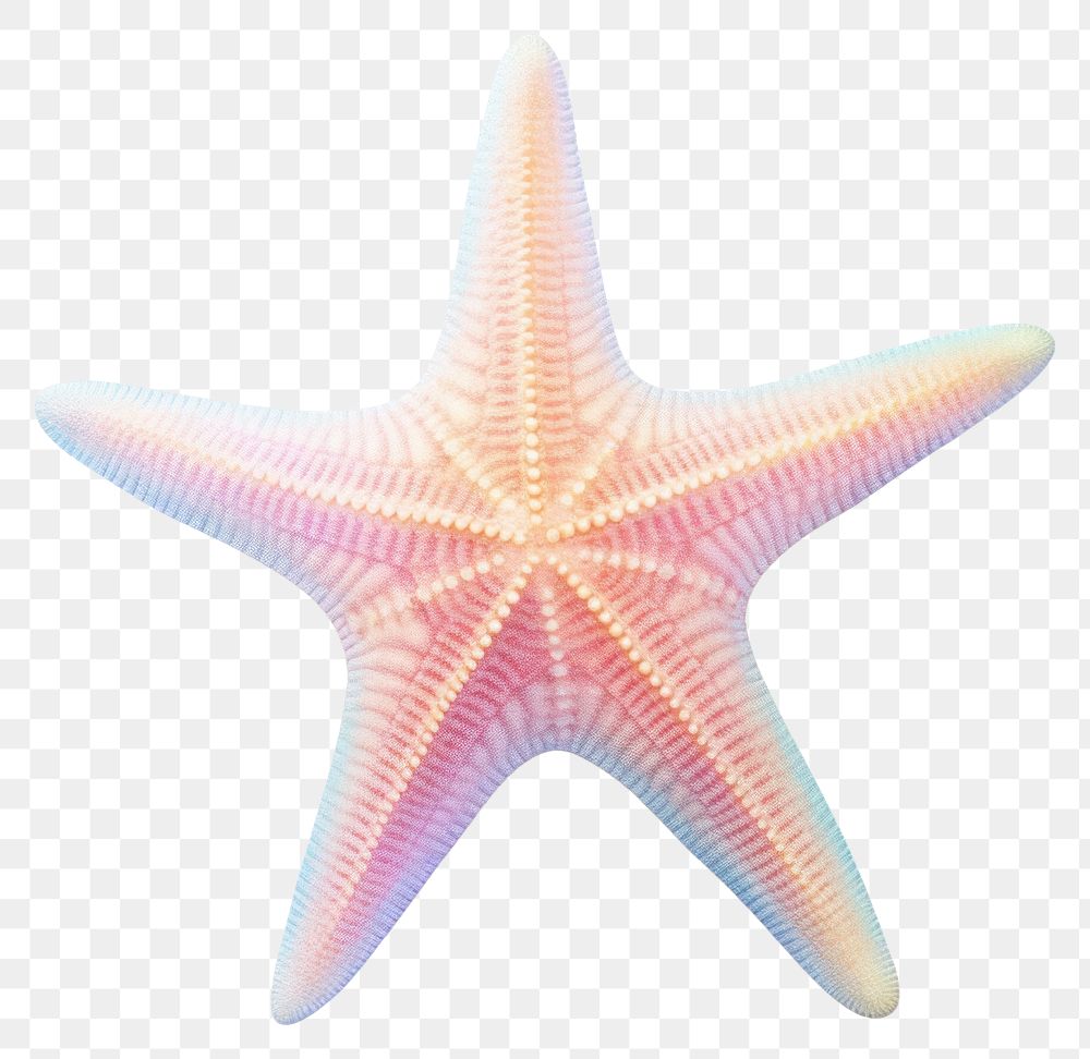 PNG Star fish starfish white background invertebrate. 