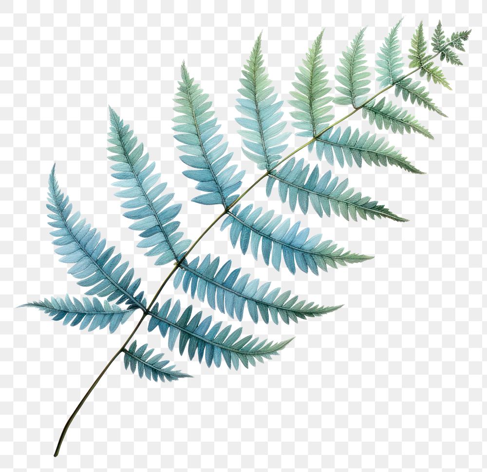 PNG Fern drawing plant leaf. AI generated Image by rawpixel.