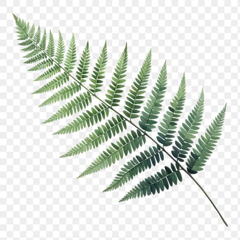 PNG Fern plant leaf  