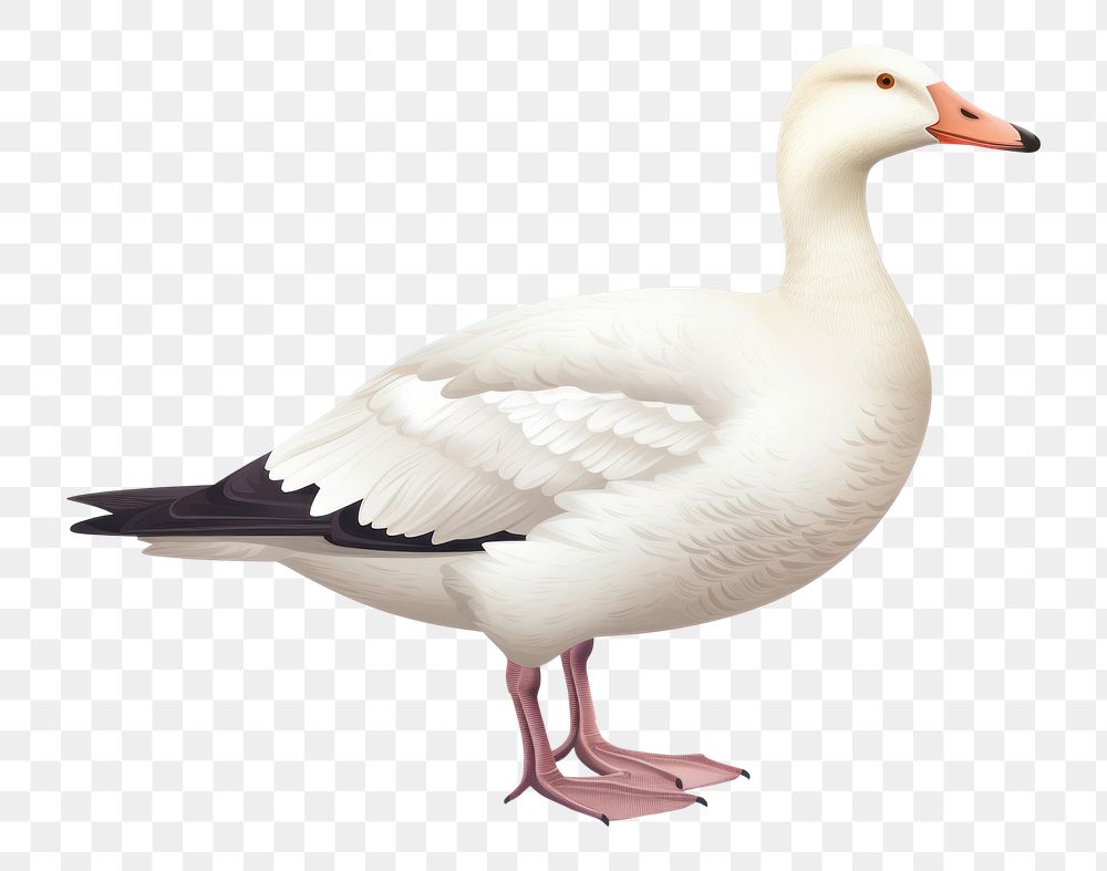 PNG Snow goose animal white bird. 