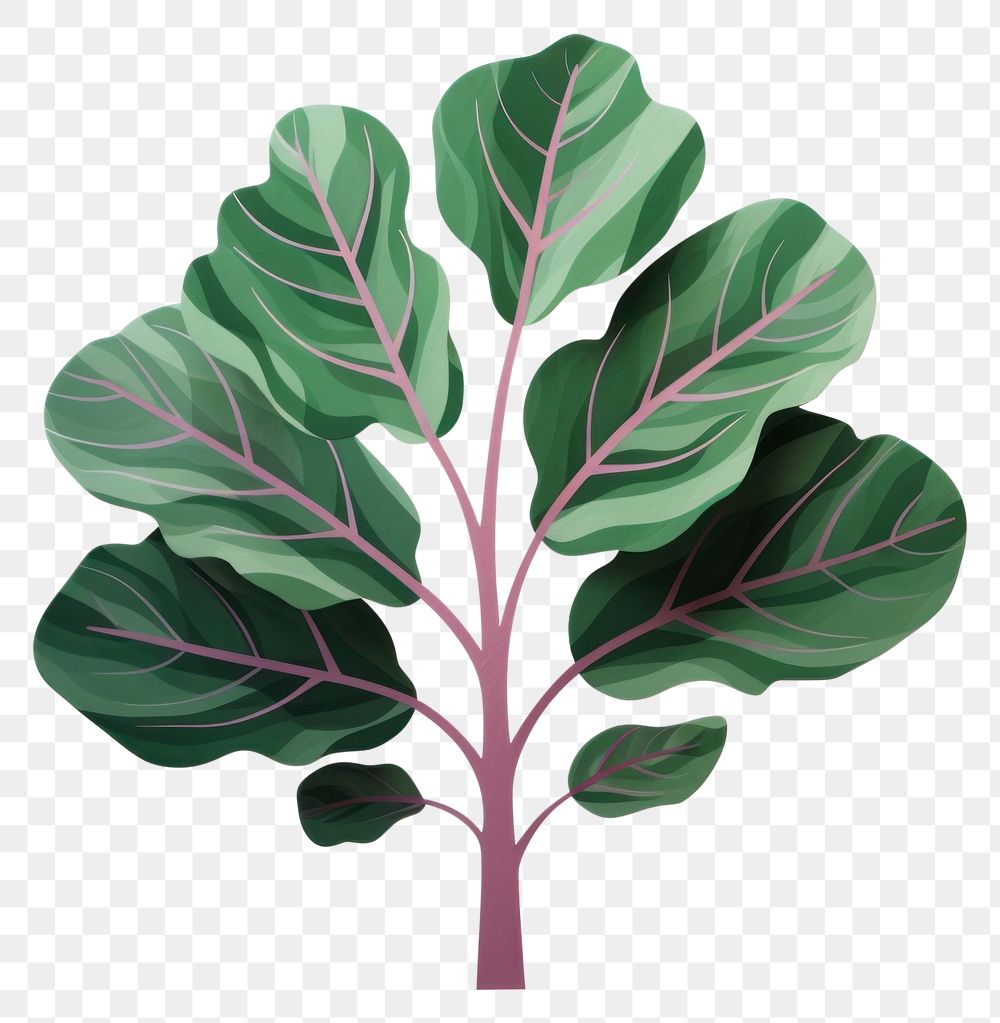 PNG Vegetable plant food leaf. AI generated Image by rawpixel.