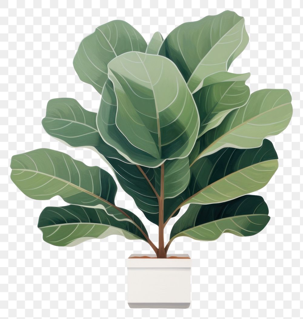 PNG Fiddle-leaf fig houseplant tree spinach blossom. AI generated Image by rawpixel.
