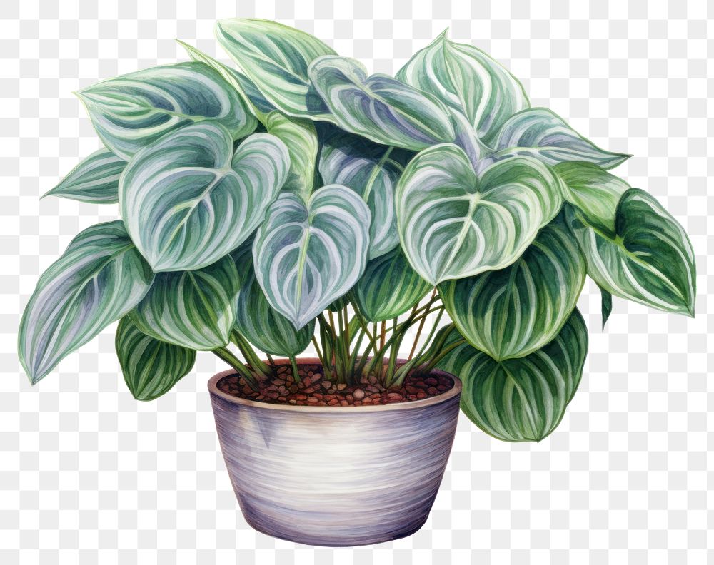 PNG Houseplant leaf freshness flowerpot. AI generated Image by rawpixel.