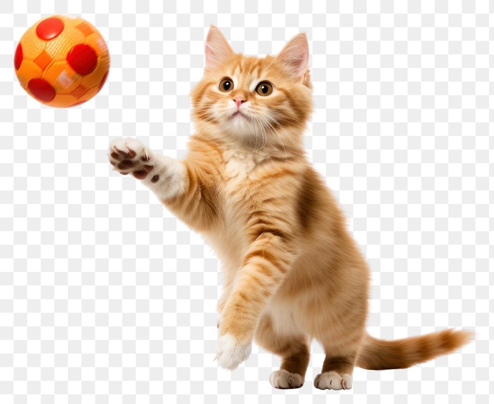 PNG Orange cat catches ball football mammal animal. AI generated Image by rawpixel.