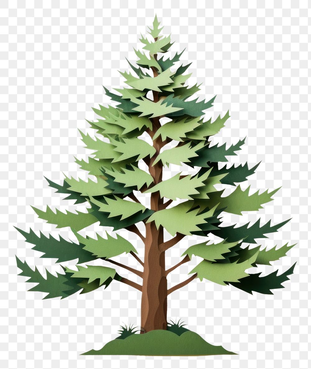 PNG Pine tree christmas plant leaf. AI generated Image by rawpixel.