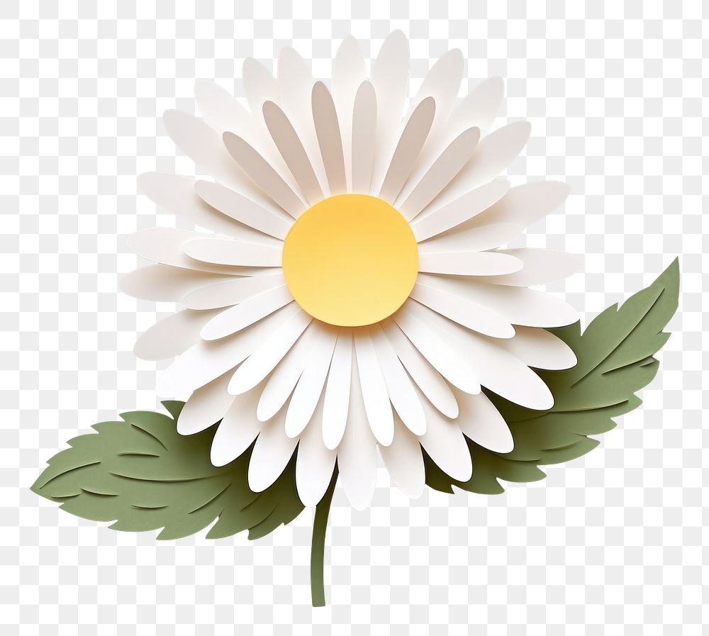 PNG Daisy flower petal plant. AI generated Image by rawpixel.