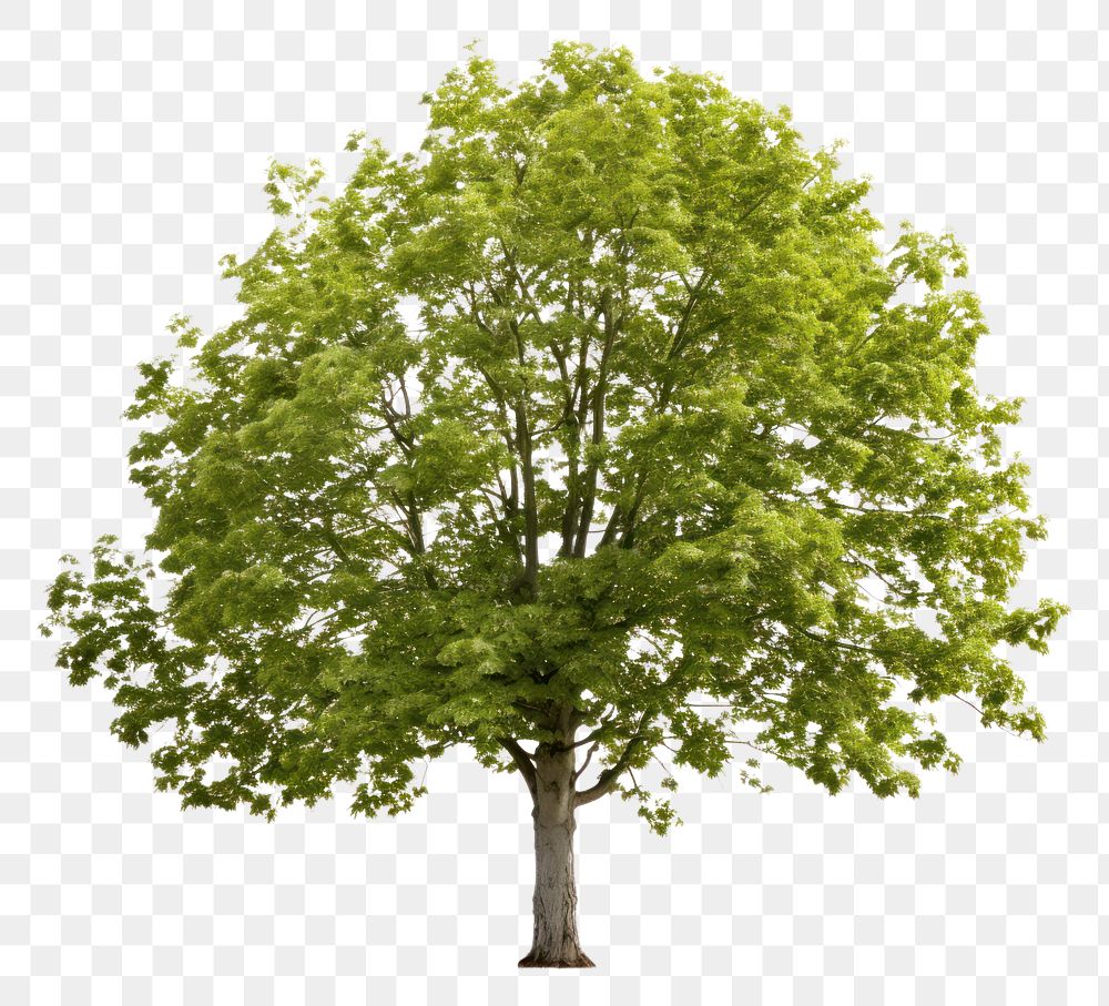 PNG Plant maple tree tranquility. AI generated Image by rawpixel.