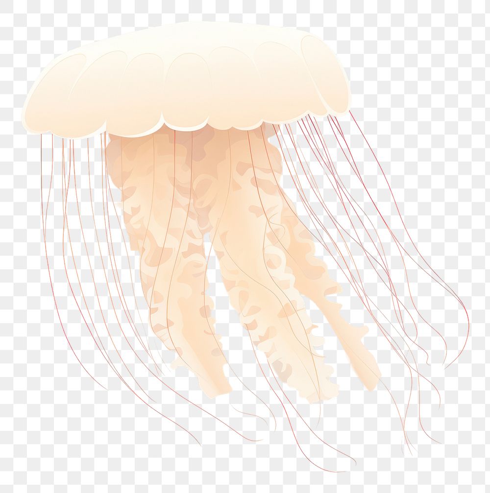 PNG Jellyfish animal invertebrate transparent. AI generated Image by rawpixel.