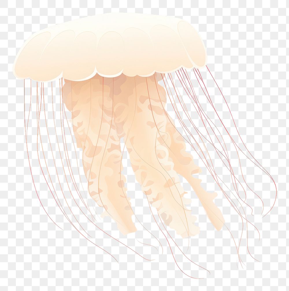 PNG Jellyfish animal invertebrate transparent. 