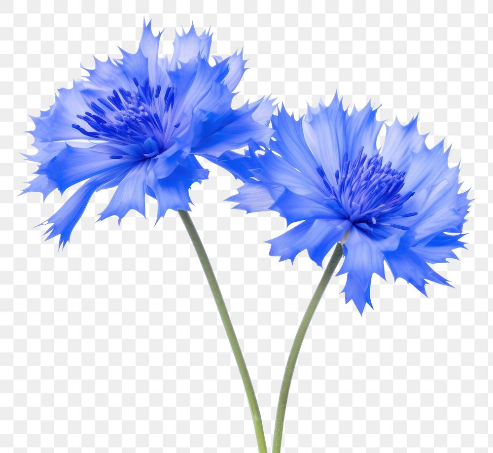 PNG Cornflower plant white background inflorescence. 