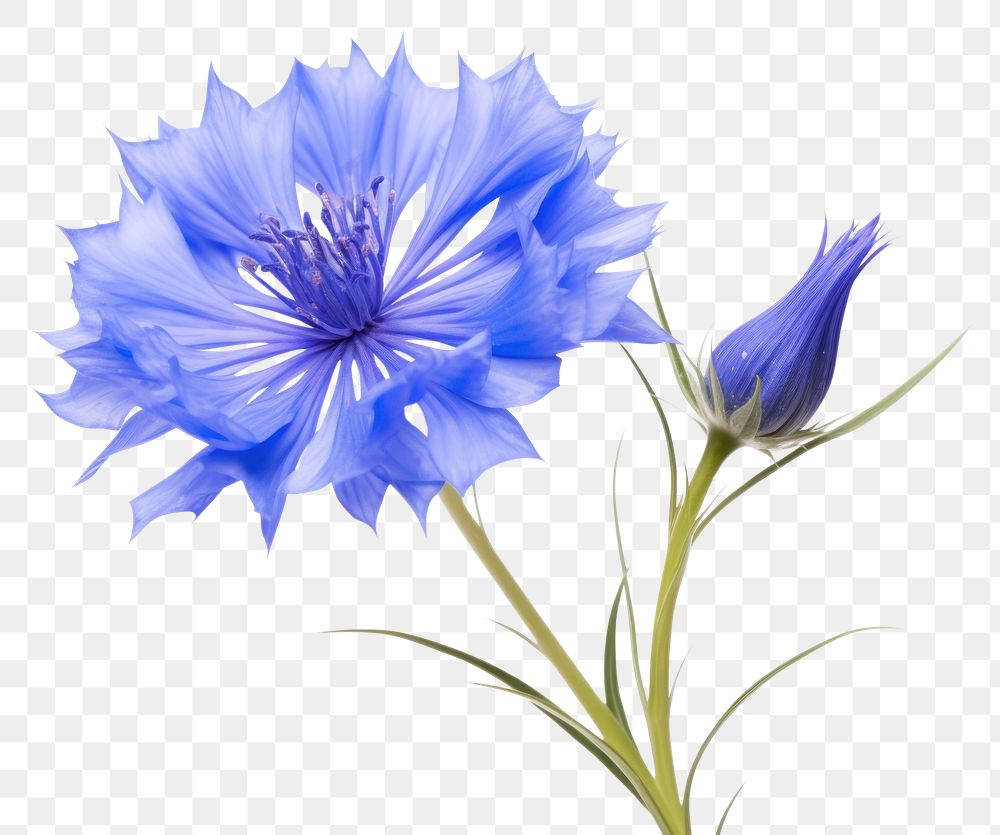 PNG Cornflower blossom petal plant. AI generated Image by rawpixel.
